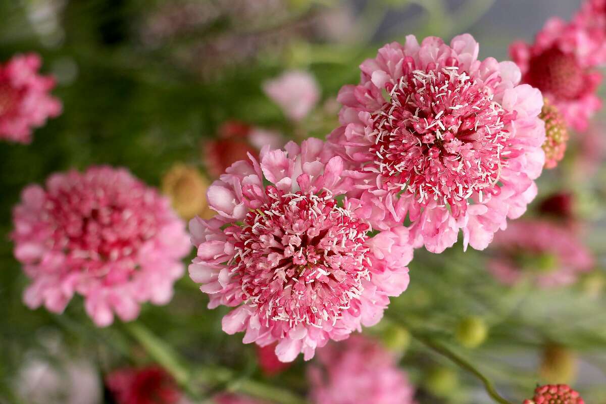 Go over the brink of pink with new variety of pincushion flower