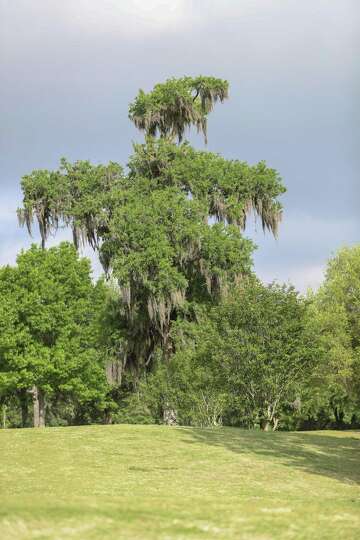 Houston Botanic Garden Takes Root With A Tree Farm