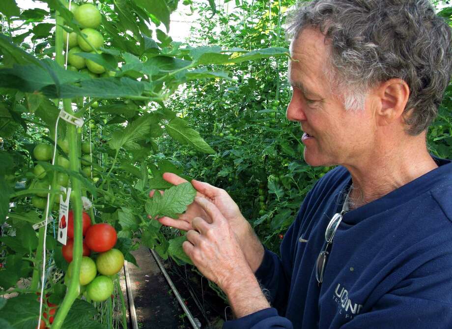 In this April 2, 2018, photo, Dave Chapman, owner of Long Wind Farm, checks for insects on organic tomato plant leaves in his greenhouse in Thetford, Vt. Chapman is a leader of a farmer-driven effort to create an additional organic label that would exclude hydroponic farming and concentrated animal feeding operations. (AP Photo/Lisa Rathke) Photo: Lisa Rathke / Copyright 2018 The Associated Press. All rights reserved.