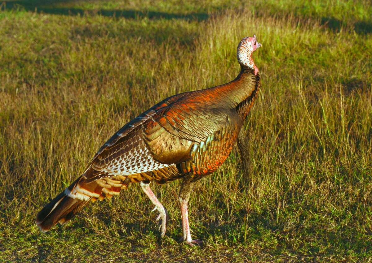 Sound advice More gobbles on horizon during turkey season
