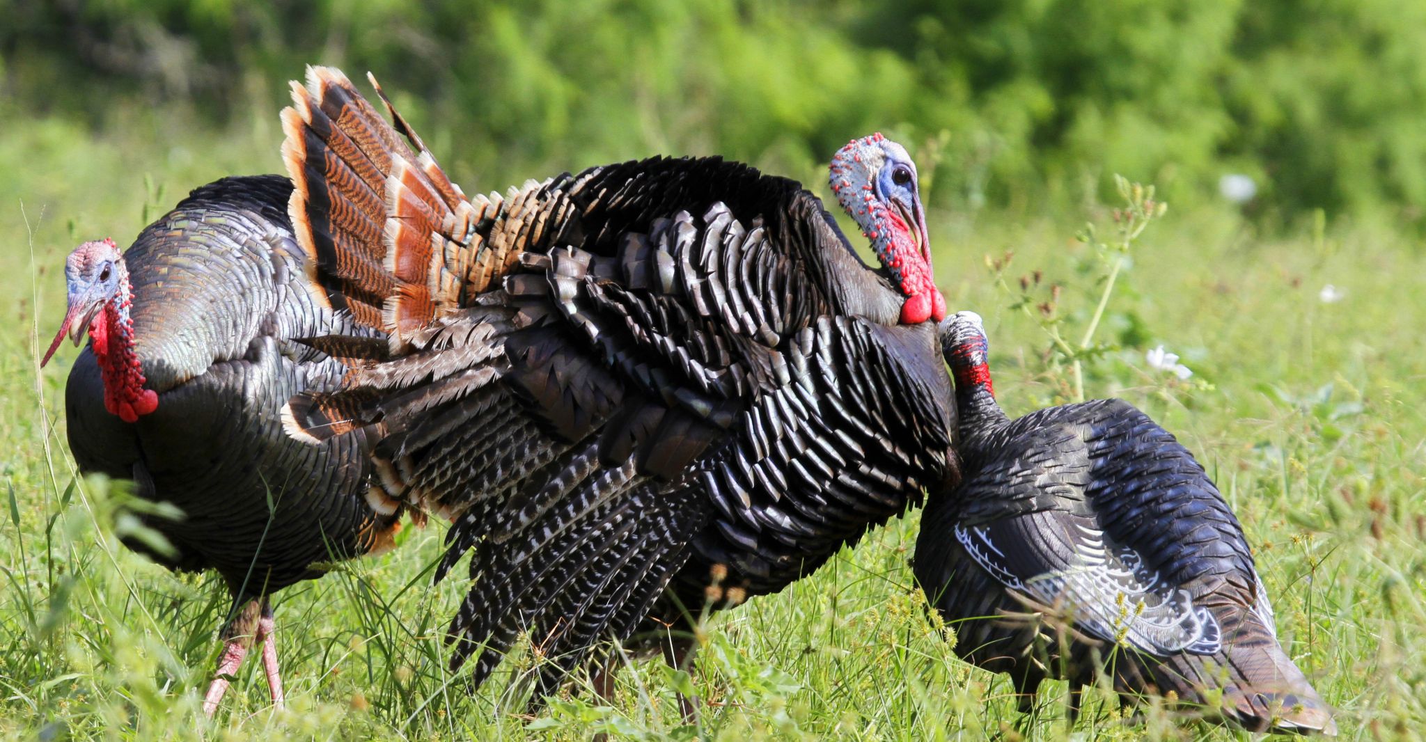 Sound advice: More gobbles on horizon during turkey season