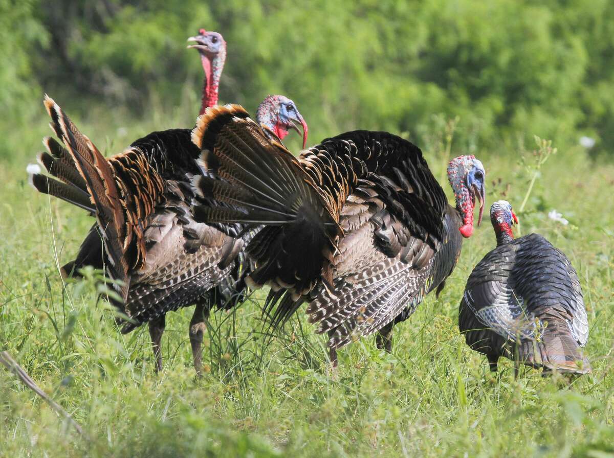 Sound advice More gobbles on horizon during turkey season