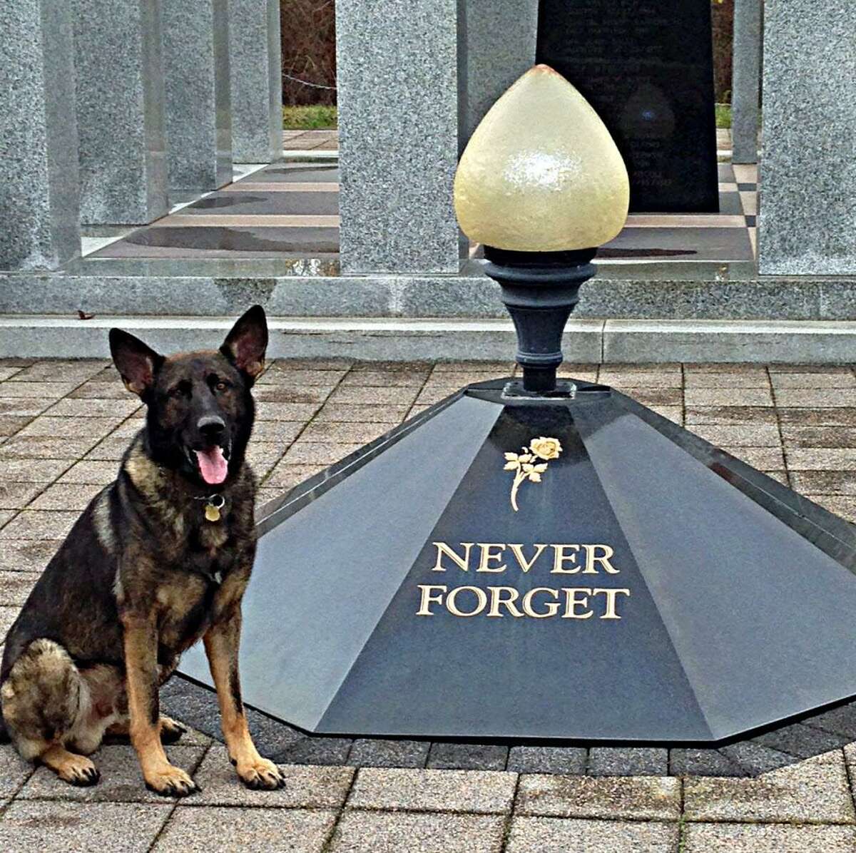Connecticut State Police K9 Tazz