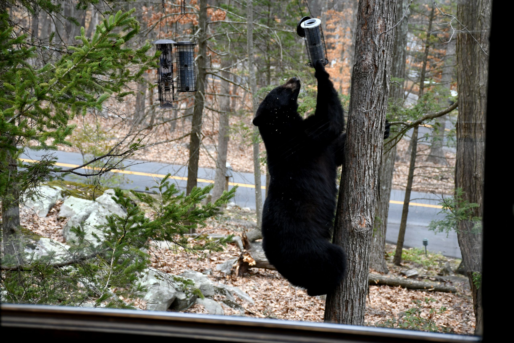 DEEP State’s black bears more active