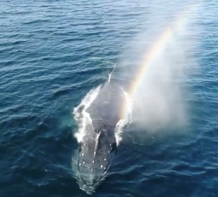 Watch a whale blow a rainbow from its spout off the California coast