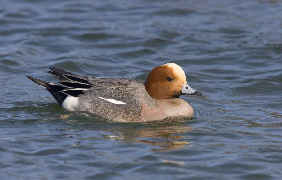 rare-variety-of-duck-spotted-at-katy-prairie-conservancy