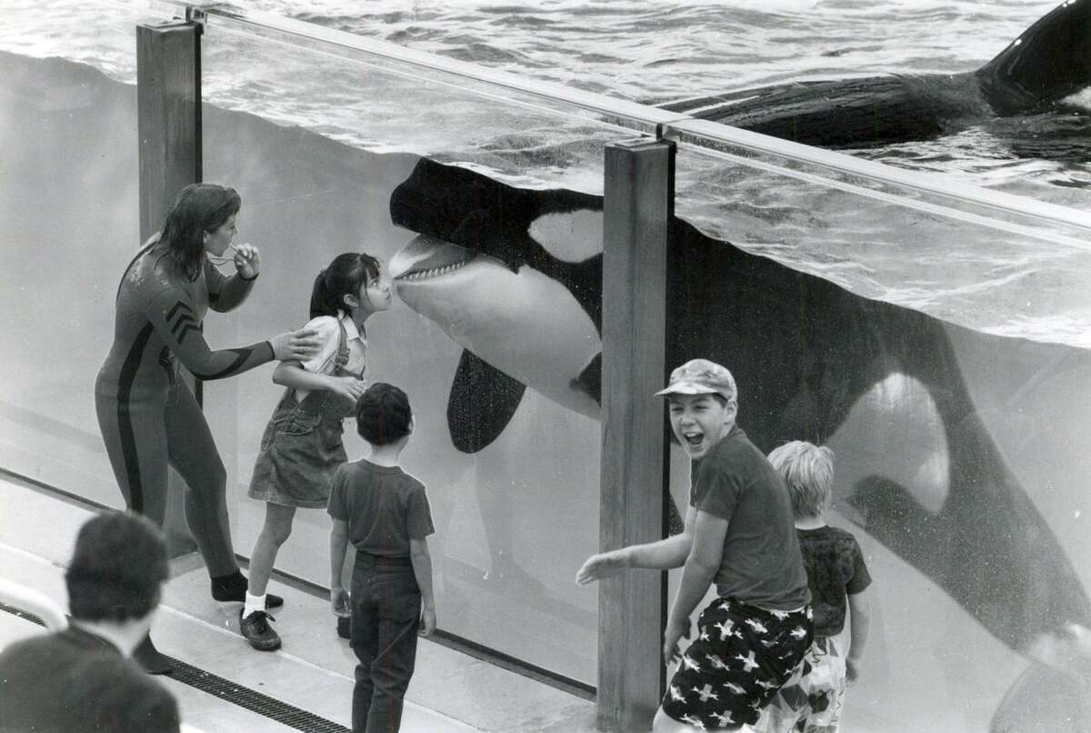 Celina Gonzales, 6, receives a kiss from Shamu while others look on on SeaWorld San Antonio’s opening day April 15, 1988.