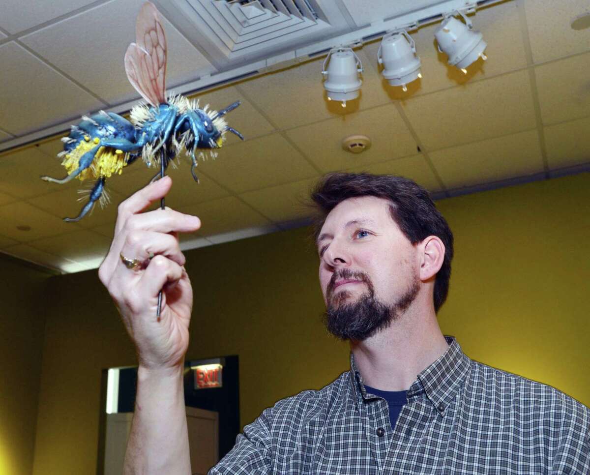 Sean Murtha, a Bruce Museum exhibition preparator, shows off a model of a Mason Bee that he created for the Wild Bees Photography Exhibition at the Bruce Museum in Greenwich. The exhibt, which opened this weekend, is a display of the photographs of Paula Sharp and Ross Eatman.