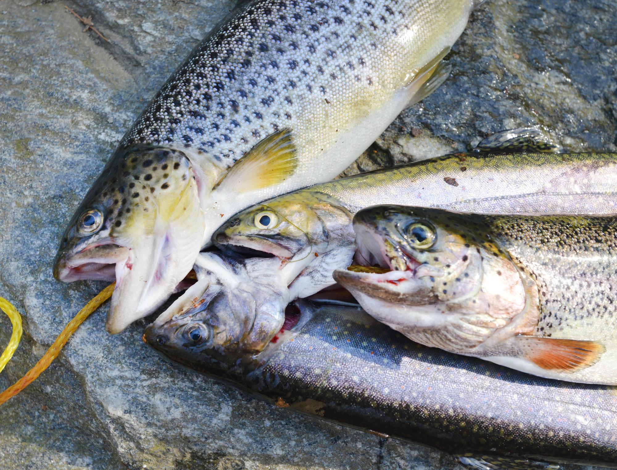 What Connecticut lost when trout fishing opening day disappeared