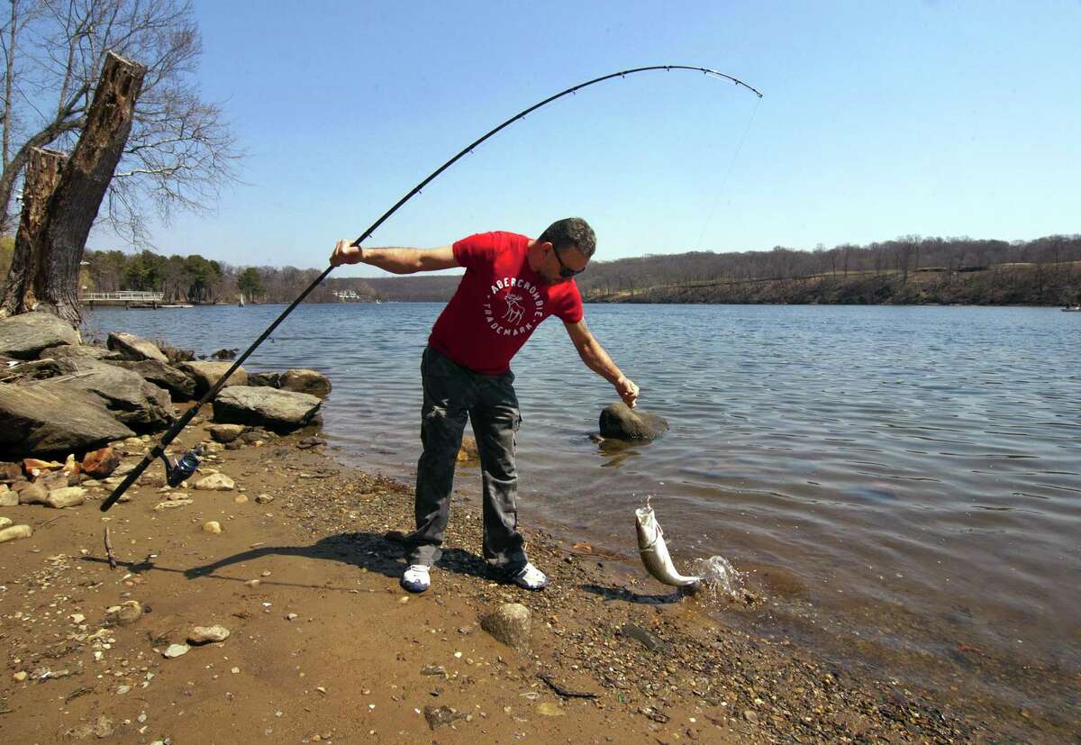 Joziano Desilva, of Danbury, pulls in a striped bass during the opening day of fishing, at Southbank Park along the Housatonic River in Shelton, Conn., on Saturday Apr. 14, 2018.