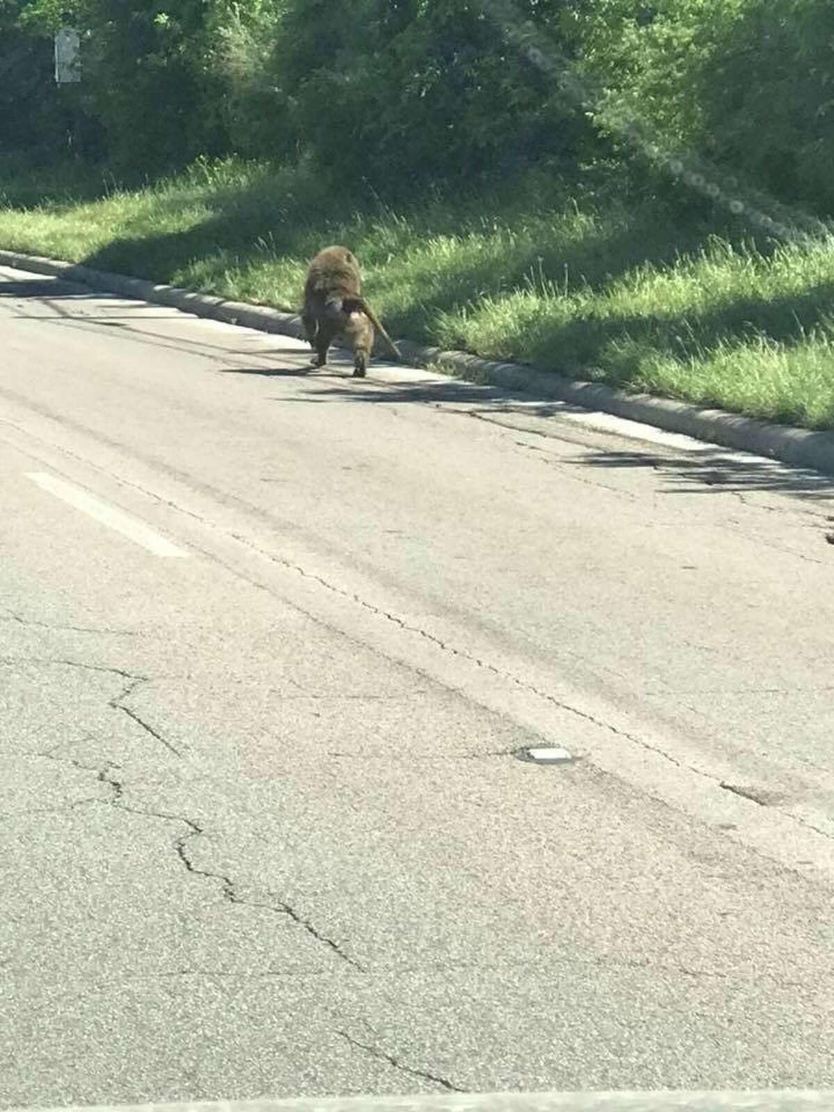 Witnesses were able to snap pictures of one of four baboons who escaped from a far West Side biomedical research facility Saturday afternoon, April 14, 2018.