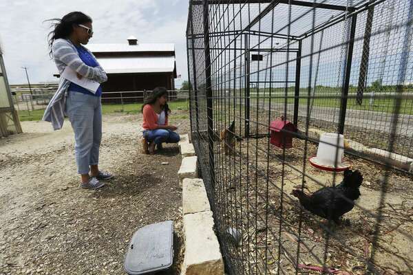 Food Policy Council Of San Antonio Sponsors Chicken Coop Tour