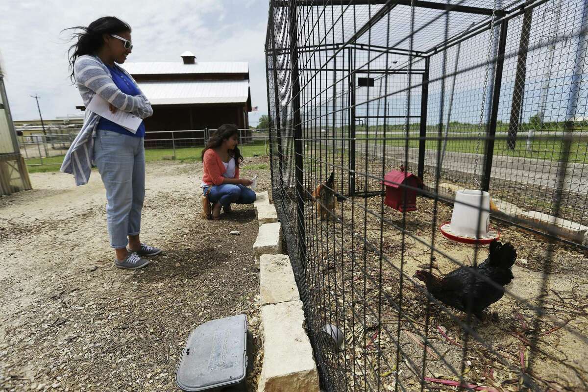 Science teacher Rubi de Hoyos and her daughter Marina have a look at the chickens and their coop at the San Antonio Food Bank as The Food Policy Council of San Antonio sponsors their first self-guided tour of a dozen chicken coops within the city limits, called the San Antonio Chicken Walk on Saturday, Apr. 14, 2018. The teacher said her school, Jim G. Martin Elementary, will be raising their own chickens by next week and wanted to get some more ideas for raising chickens by going on the tour. Organizers said there are a variety of different coops on the tour, ranging from a structure made of plain planks of wood to an ornate cottage with a front porch and white picket fence. (Kin Man Hui/San Antonio Express-News)