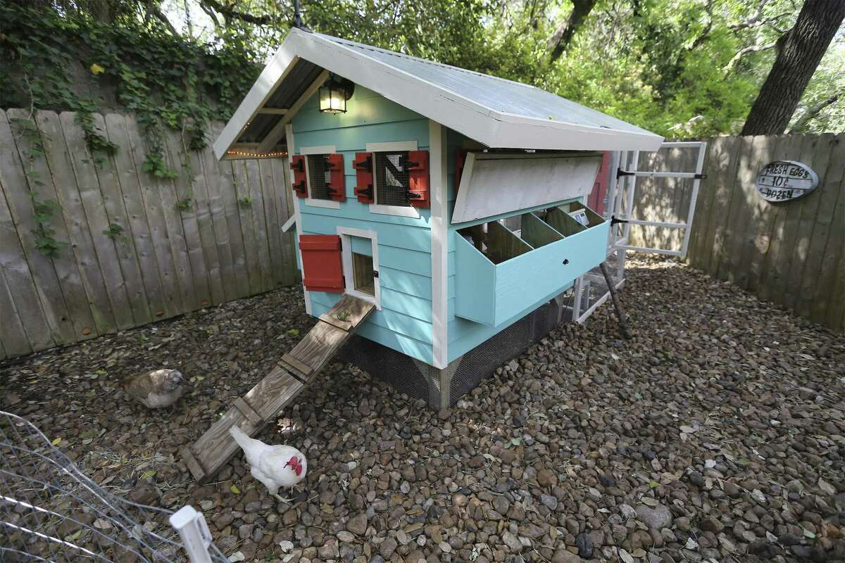 Food Policy Council of San Antonio sponsors chicken coop tour