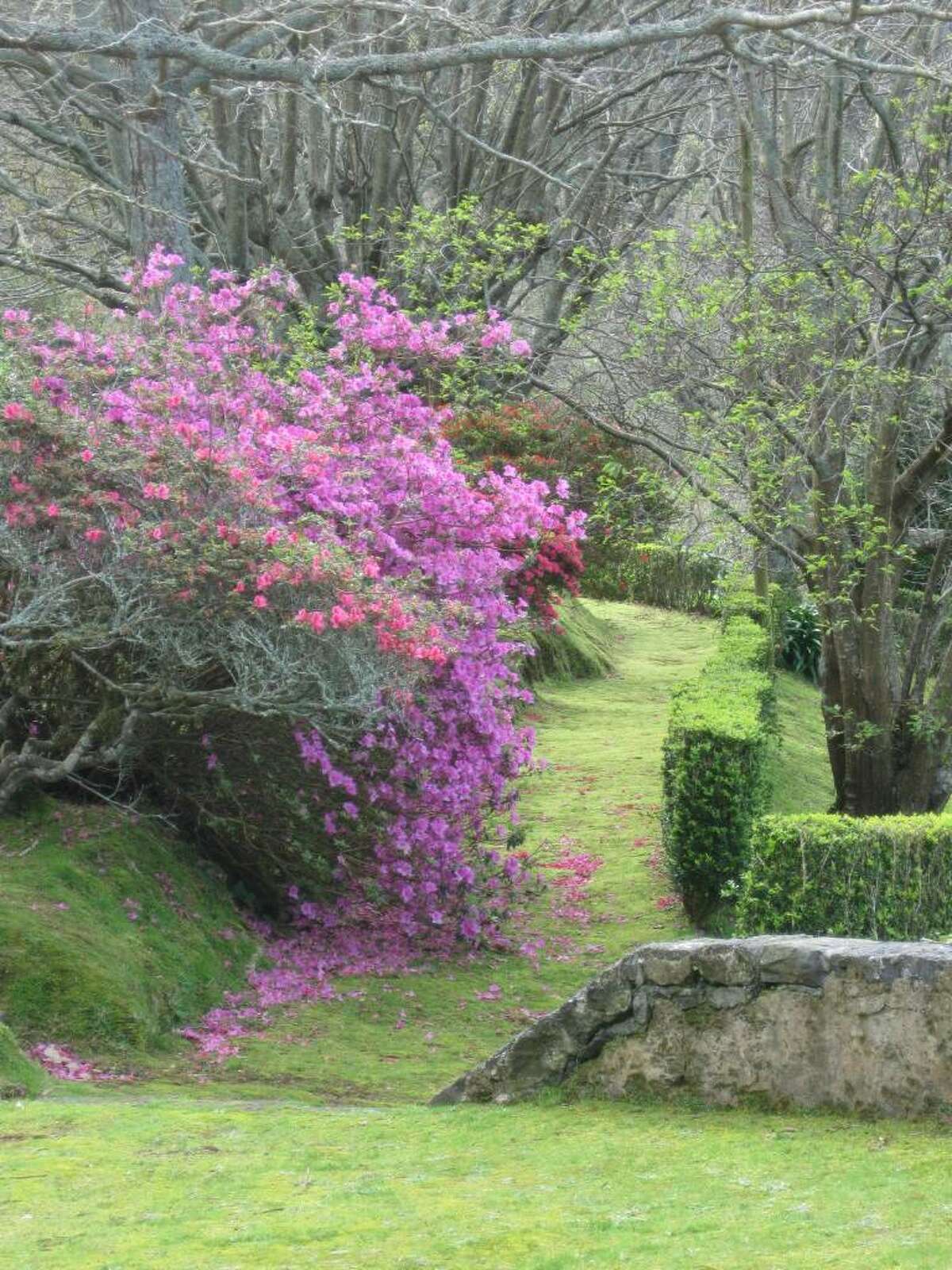 A wall of blooming azaleas along a path is among the garden treasures of the Ch?Porta Formosa tea plantation at Porto Formosa on the rugged north shore of the Azores. (K.D. NORRIS)