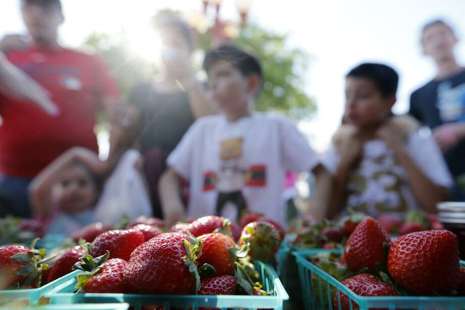 Poteet Strawberry Festival a tradition for Alamo City family San
