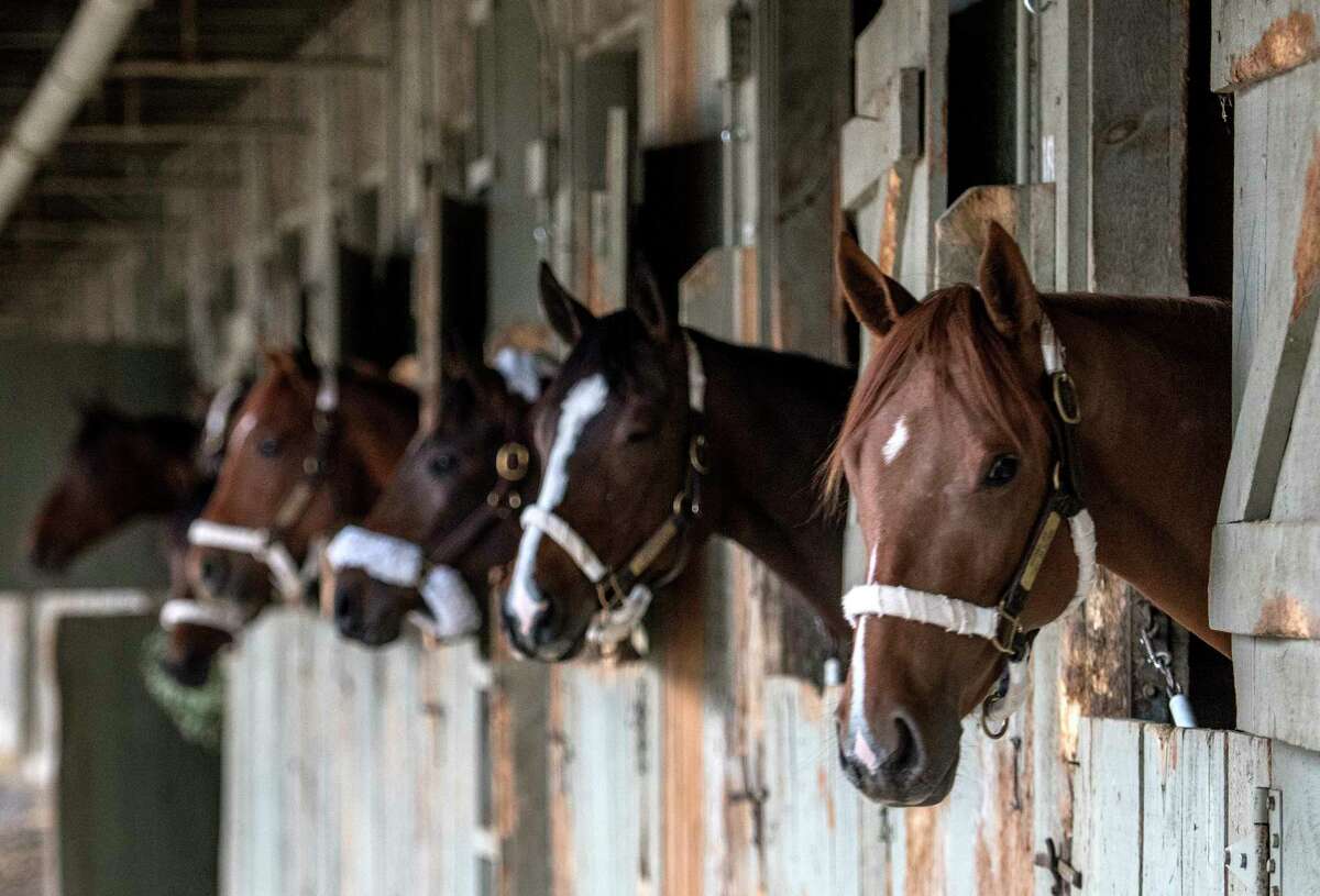 Horses trained by Phil Gleaves wait for their breakfast on opening day of the Oklahoma Training Center adjacent to the Saratoga Race Course Monday April 16, 2018 in Saratoga Springs, N.Y. There were no trainees on the track this morning with only a few horse having arrived from Ocala the morning before. (Skip Dickstein/Times Union)