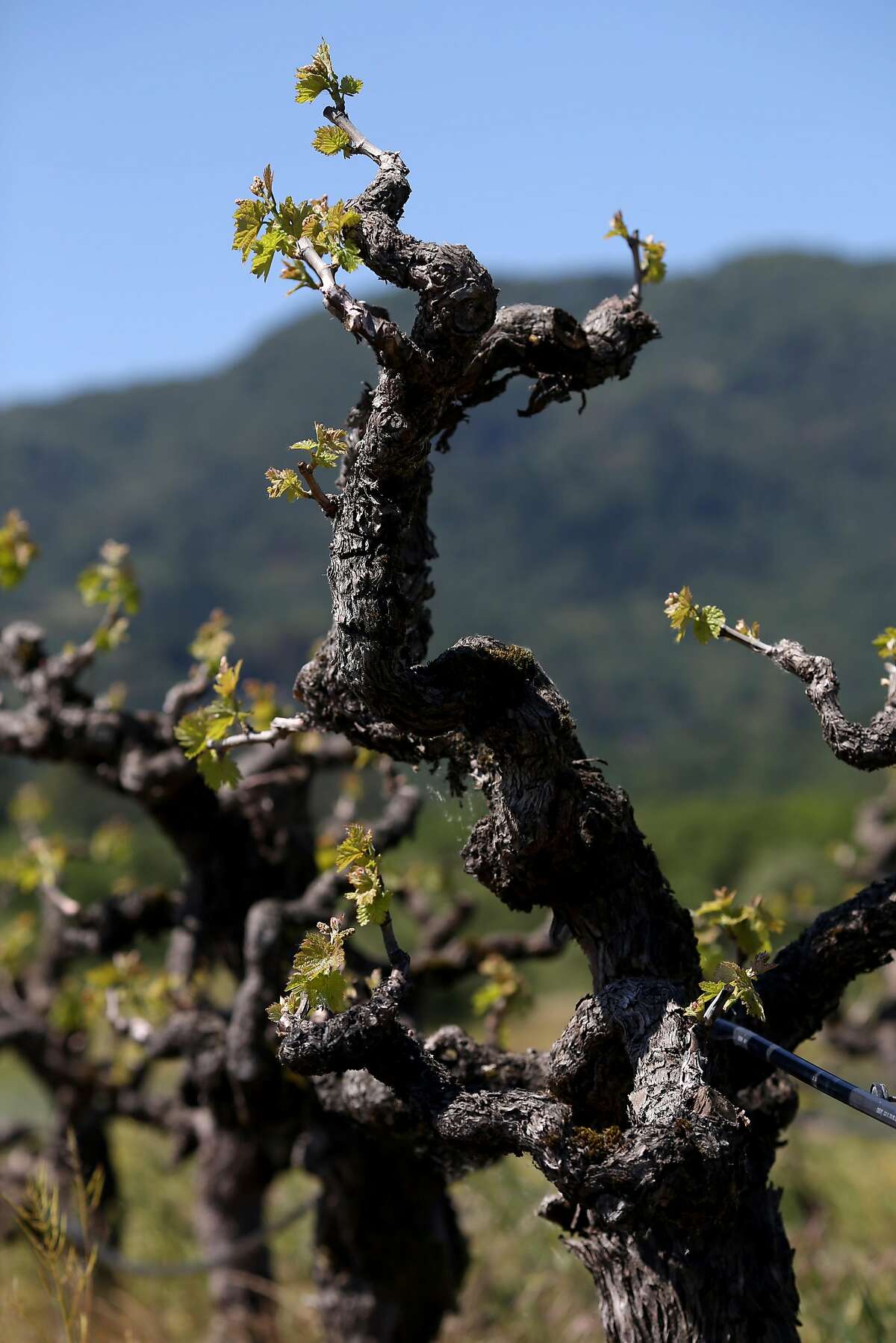 Century-old zinfindel vines at Bedrock Wine vineyards near Glen Ellen, Calif., Wednesday, April 17, 2013.