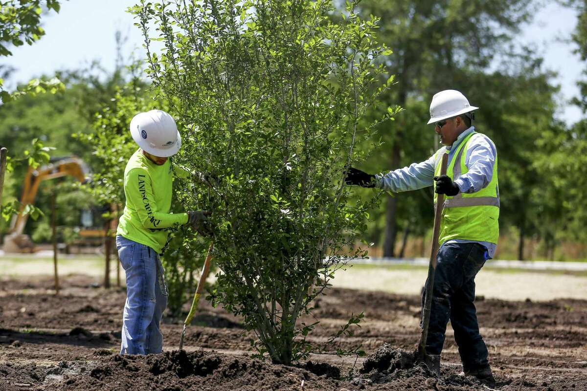 Landscape Art Inc. tech hand Marco Atrisco, right, an H-2B visa recipient from Mexico, works with tech hand Andrew Woodson, left, an American, to plant trees in the eastern glades of Memorial Park Wednesday, April 11, 2018 in Houston. Landscape Art, which uses about 40 H-2B visas to fill positions almost had their workforce cut in in half when they didn't get visas the first time they applied for them this year. "If we didn't get the H-2B visits, it means we would have to lay off American workers," Landscape Art Inc. vice president Jay Williams said. "If my workforce has gone from 80 to 40 it means I have to cut back on managers for that workforce." (Michael Ciaglo / Houston Chronicle)