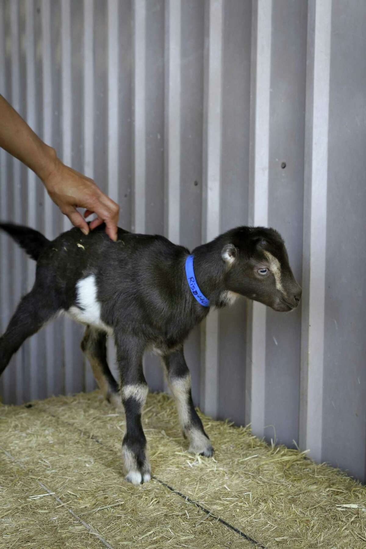 A baby goat at Redwood Hill Farm.