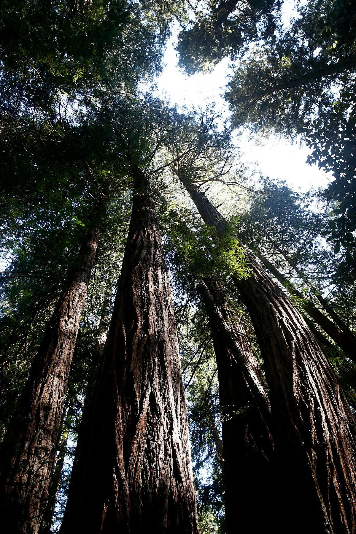 Old growth coast redwoods tower above the ground at Muir Woods National Monument in Mill Valley, Calif. on Tuesday, April 17, 2018. The Save the Redwoods League has released its first ever State of Redwoods Conservation Report.