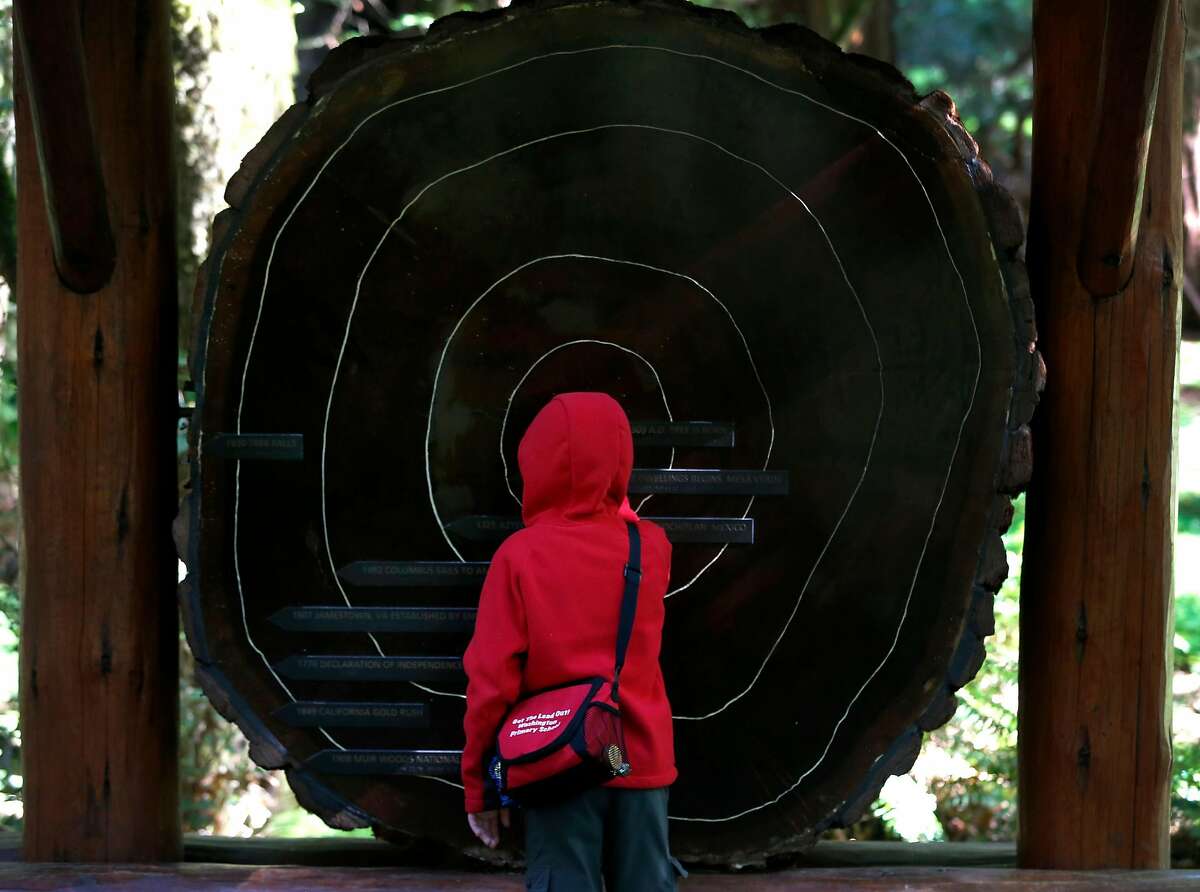 Isaac Fitch, 10, visiting from Connecticut with his mother Aubrey, studies a cross section of a coast redwood tree and its rings at Muir Woods National Monument in Mill Valley, Calif. on Tuesday, April 17, 2018. The Save the Redwoods League has released its first ever State of Redwoods Conservation Report.