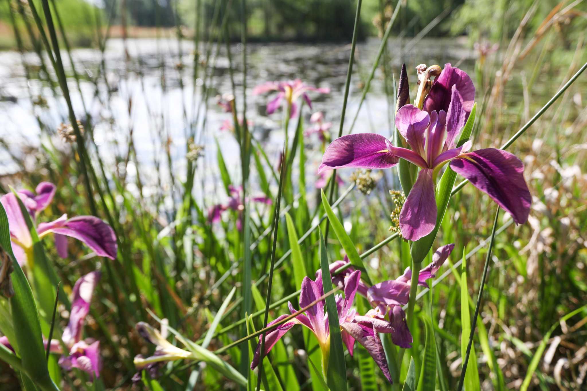 A walk through Houston Arboretum & Nature Center shows work in progress