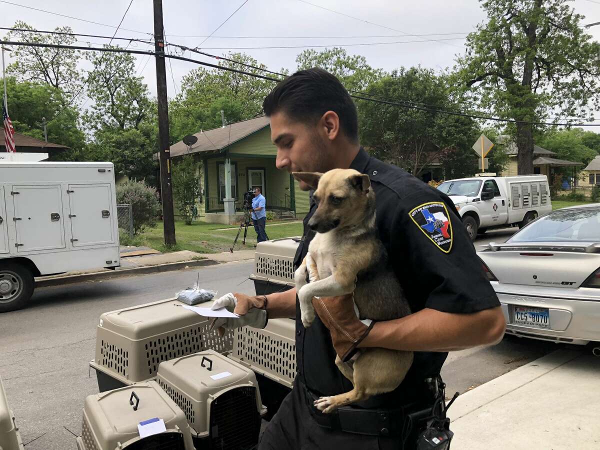 Animal Care Services seized more than 50 animals at a San Antonio home in the 200 block of Pendleton on Wednesday, April 18, 2018.