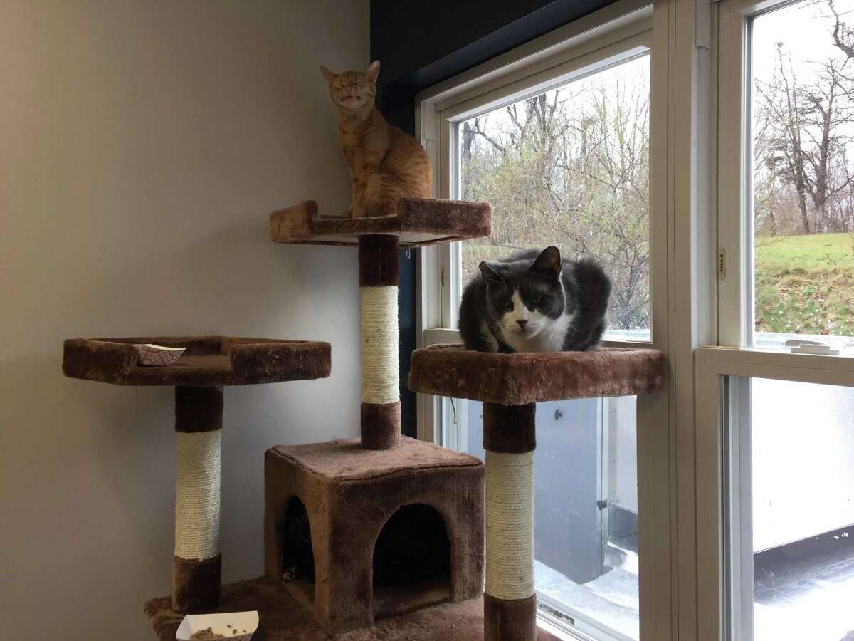 The Animal Haven staff, community celebrates reopening of longtime North Haven nokill shelter