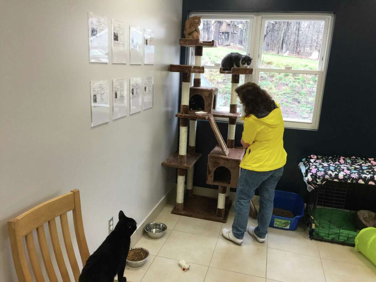 The Animal Haven staff, community celebrates reopening of longtime North Haven nokill shelter