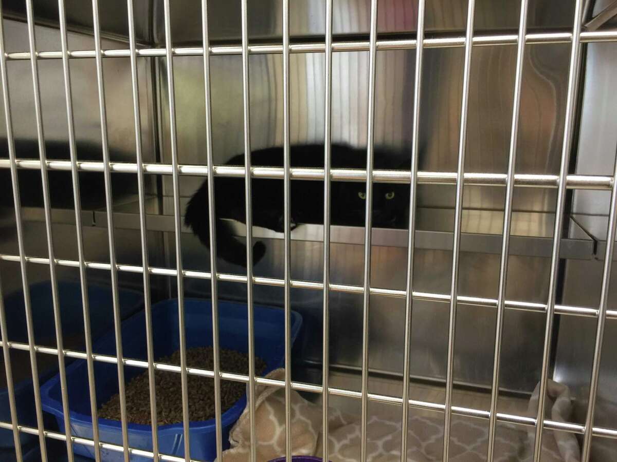 The Animal Haven staff, community celebrates reopening of longtime North Haven nokill shelter