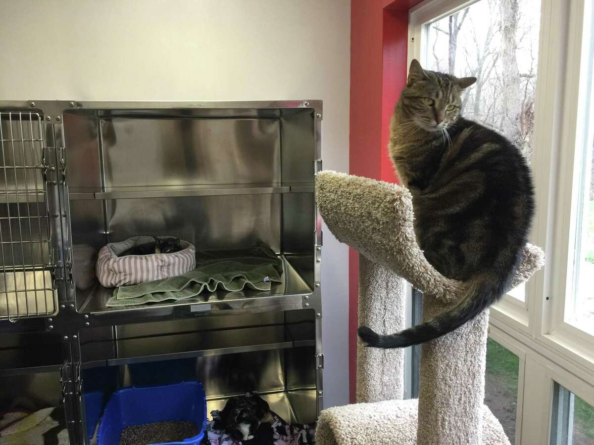 The Animal Haven staff, community celebrates reopening of longtime North Haven nokill shelter