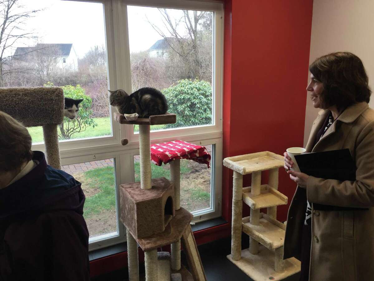 The Animal Haven staff, community celebrates reopening of longtime North Haven nokill shelter