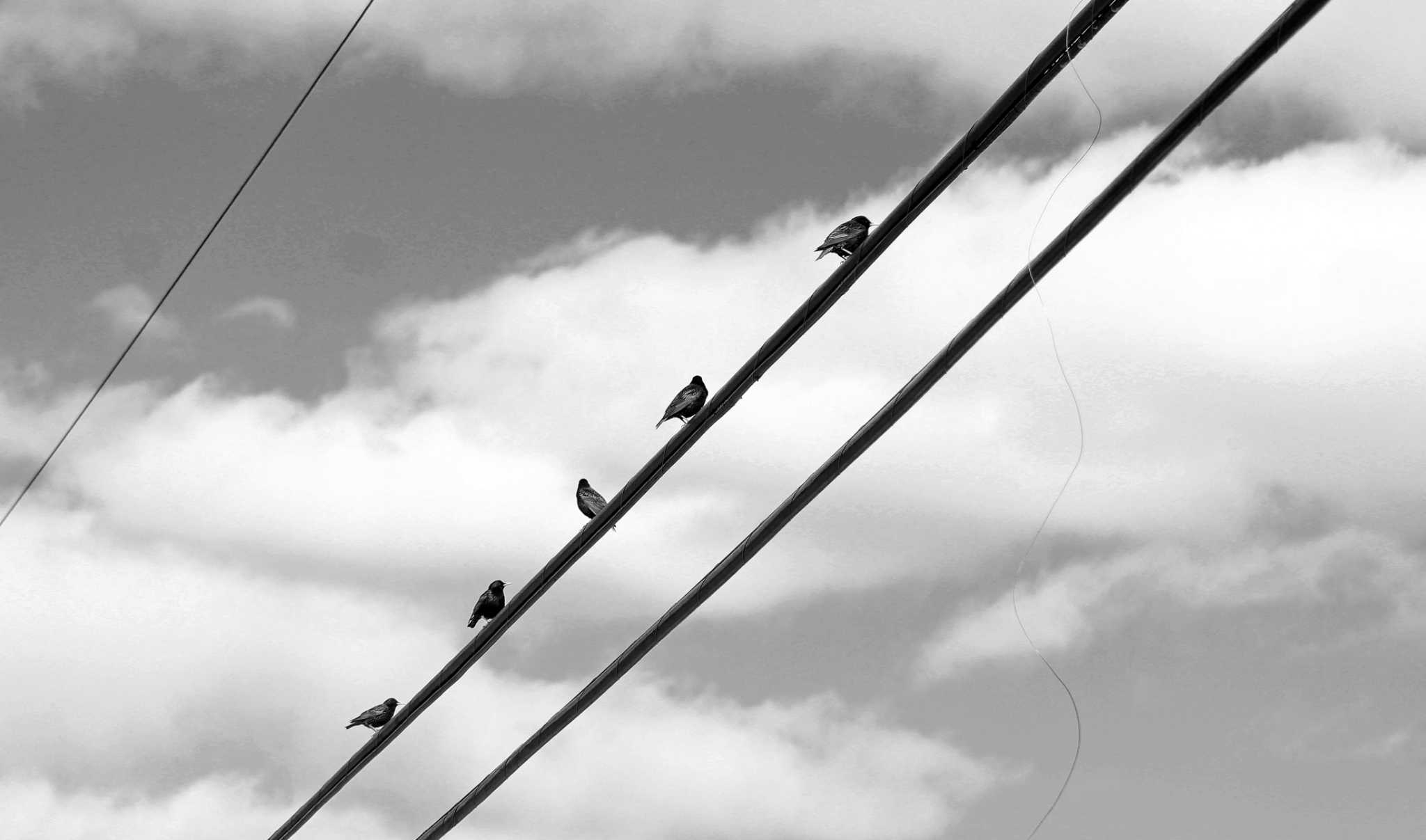 views-bird-on-a-wire