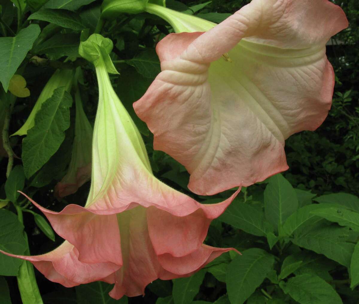 Angel’s Trumpet blooms in the evening.