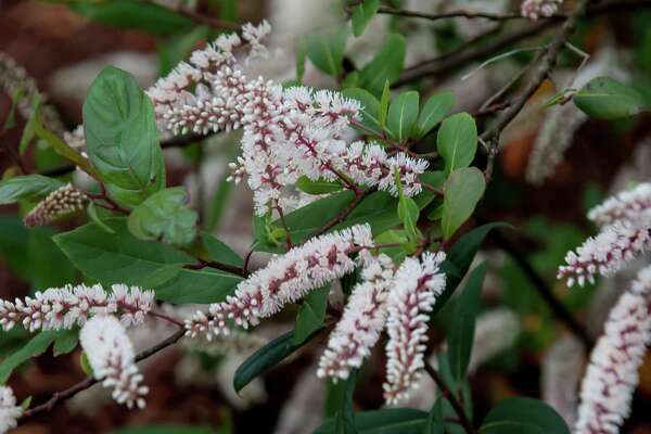 9 Fragrant Shrubs For Houston Gardens Houstonchronicle Com