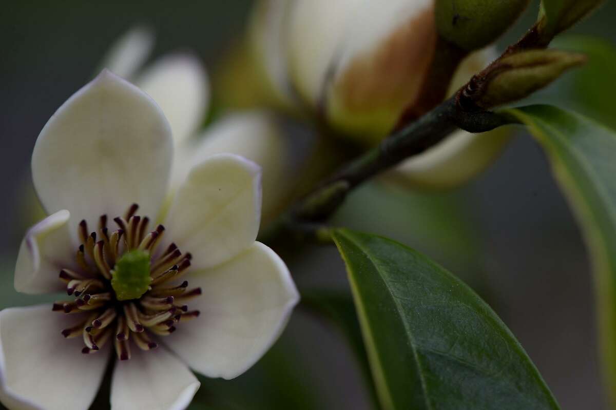 9 fragrant shrubs for Houston gardens