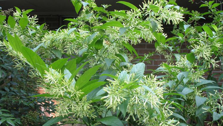 Take in the sweet smell of the night-blooming jasmine and almond verbena