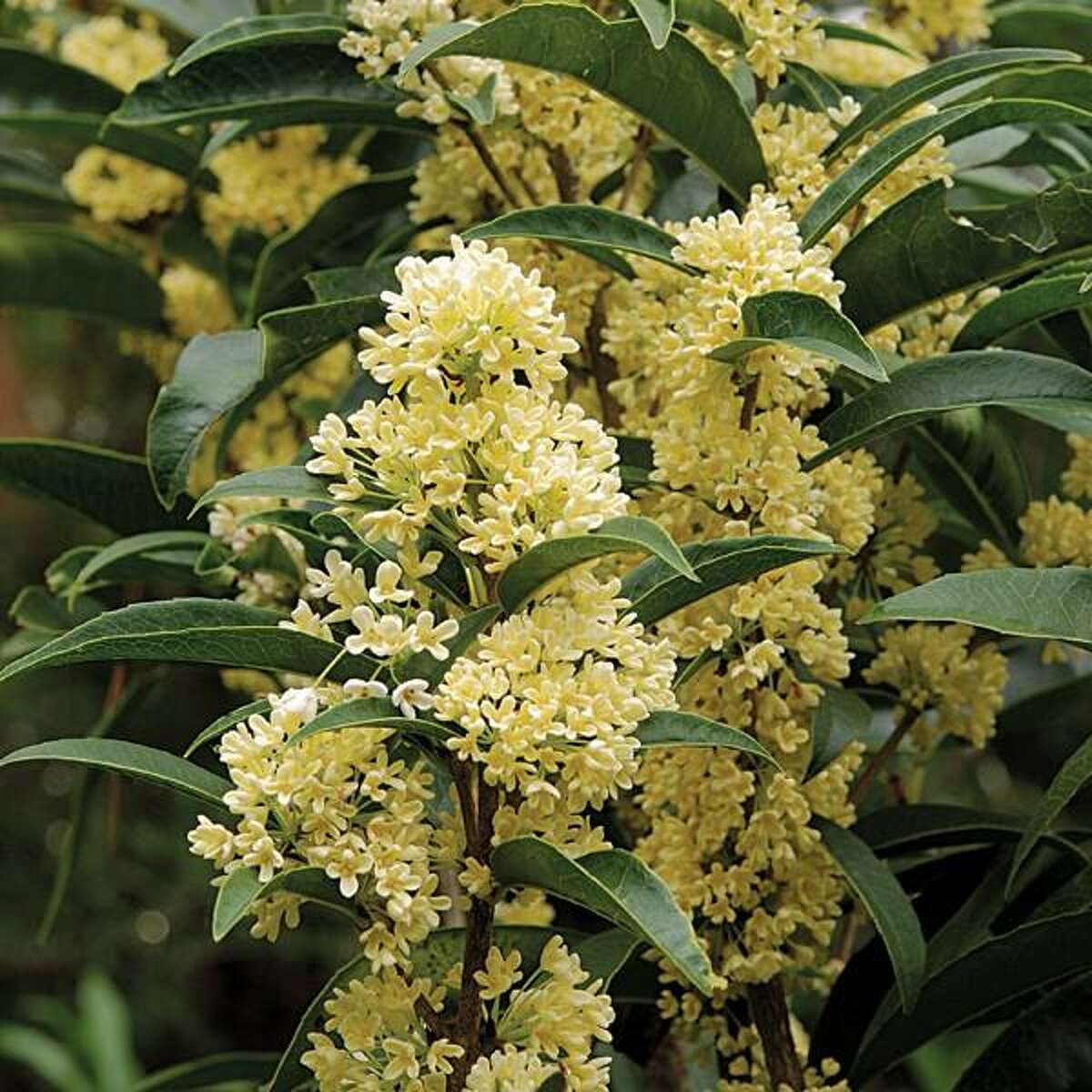 Османтус fragrans