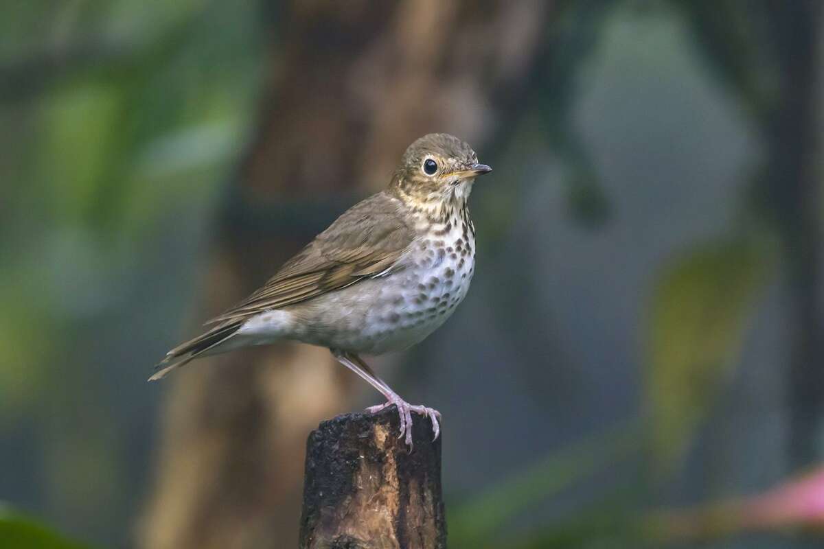 Swainson’s thrushes are moving through Texas on their annual migration to breeding grounds in the north. Many began their journey on wintering grounds in South America.