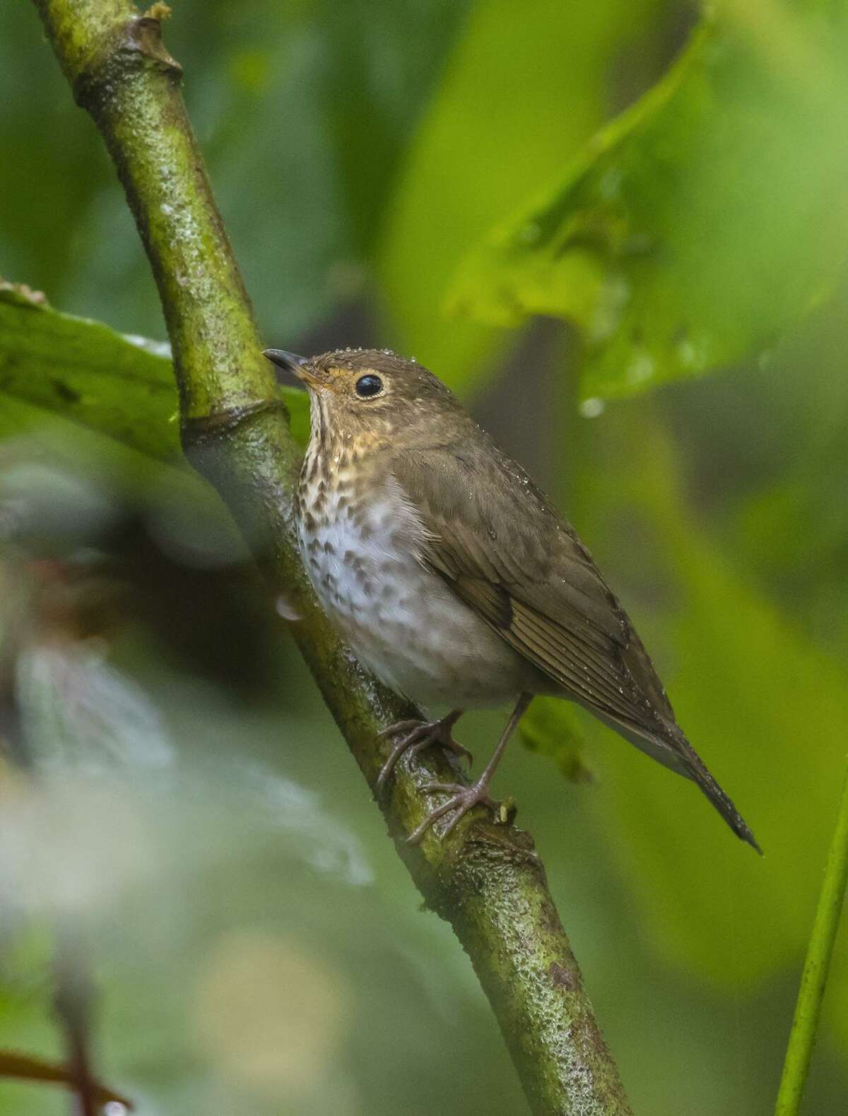 A Swainson’s thrush perches under a leaf during a rain shower in the Mindo Valley of Ecuador. The birds migrate through Texas on their way to breeding grounds in the north.