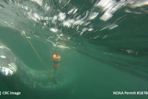 Researchers still looking for gray whale caught in fishing gear