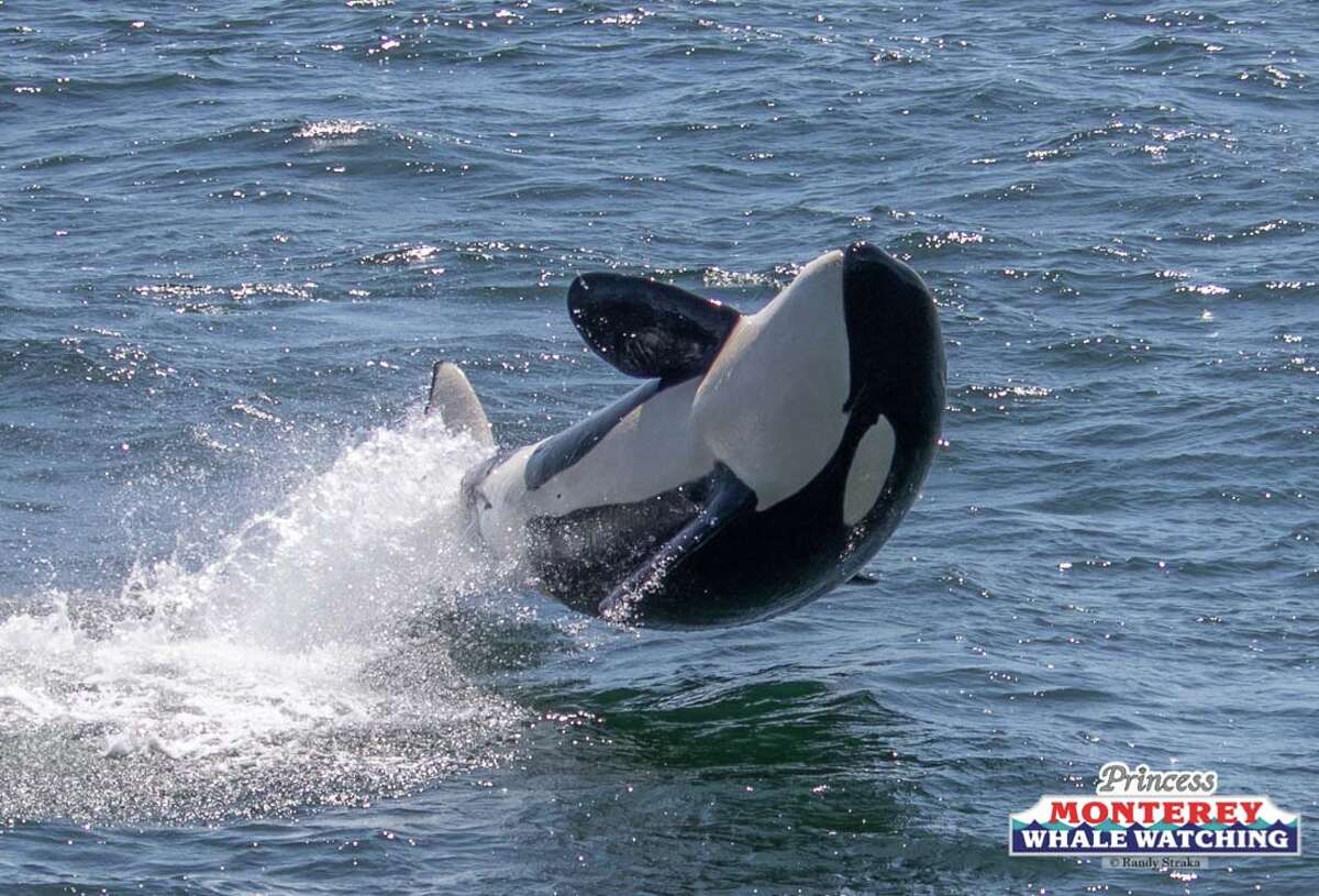 Record Number Of Killer Whales Show Up To Feast In Monterey Bay