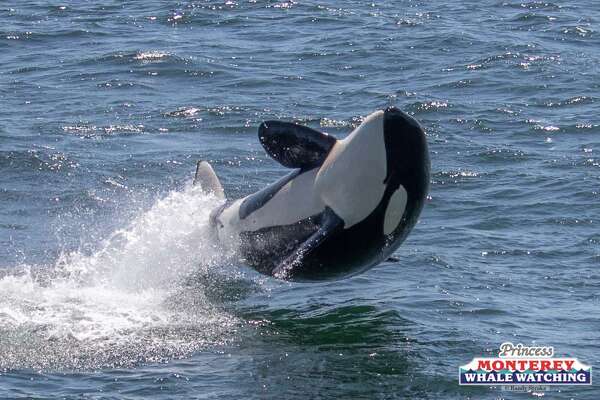 Family Of Orcas Surprises Woman While Swimming Sfchronicle Com