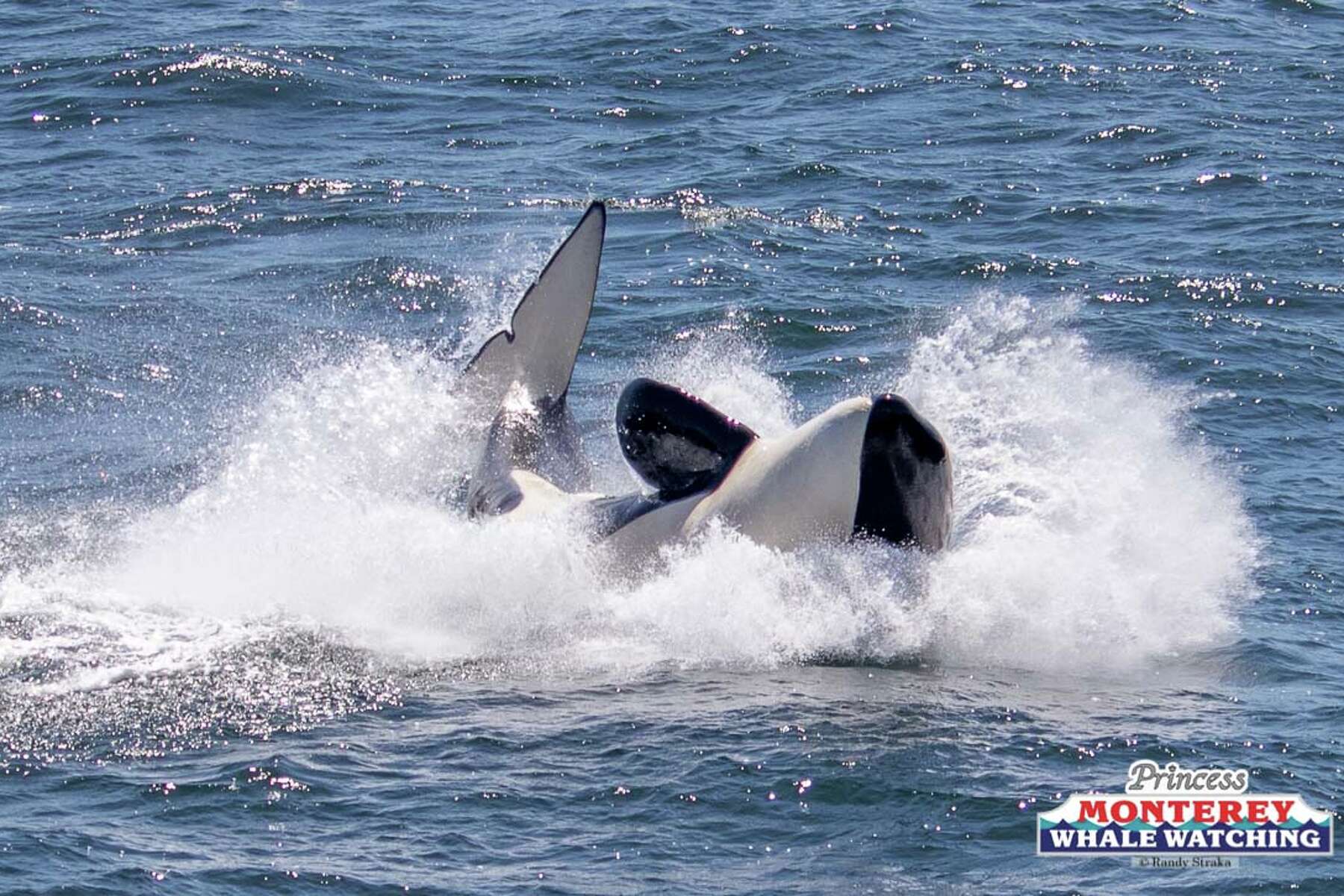 killer whale calf