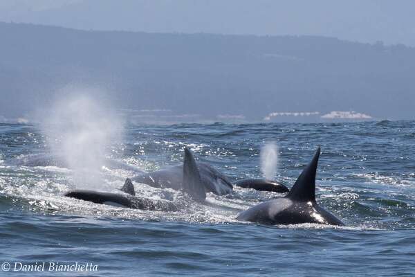 Family Of Orcas Surprises Woman While Swimming Sfchronicle Com