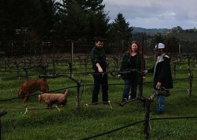 On the Sonoma coast, distinctive Cabernet from an unlikely vineyard