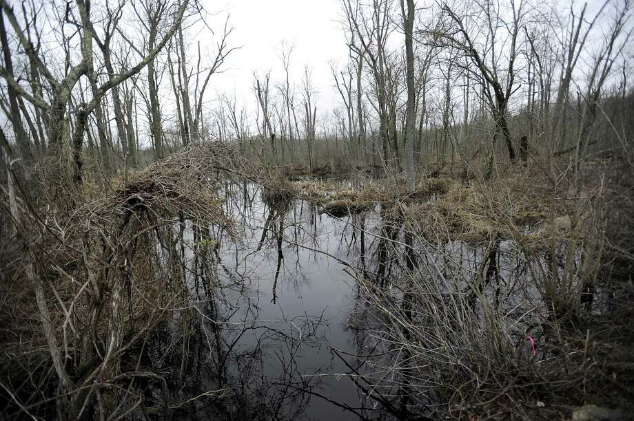 The Great Swamp can be seen on either side of Farmingville Road in Ridgefield, Thursday, April 19, 2018. Photo: Carol Kaliff / Hearst Connecticut Media / The News-Times