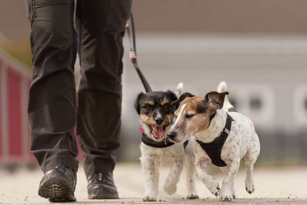 A dog walking service can give fido a needed workout