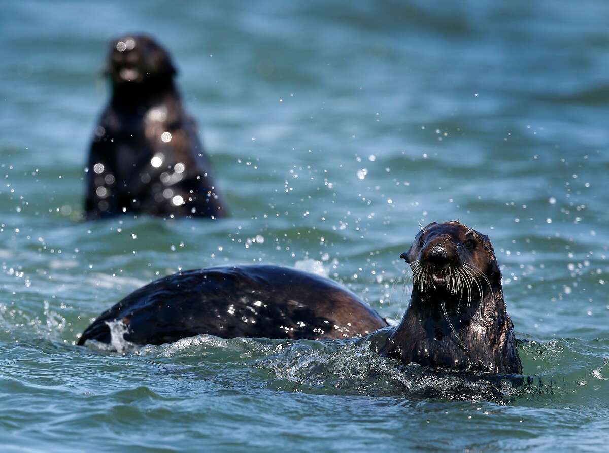 Sea otters gather at Elkhorn Slough in Moss Landing, Calif. on Thursday, April 12, 2018. Marine biologists from the Monterey Bay Aquarium have observed that sea otters rehabilitated and released into Elkhorn Slough has helped restore eel grass beds and the ecosystem.